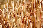 very nice reed background with shallow focus