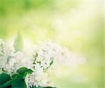 Spring bokeh floral background with white lilac flowers in the garden