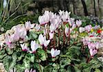 White and pink cyclamens as floral background