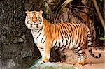 Portrait of a Royal Bengal tiger alert and staring at the camera