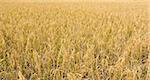 Golden rice field ready for harvest.