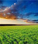 agricultural green field and sunset