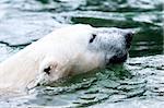 Closeup on the head of a polar bear floating