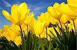yellow tulips illuminated by the sun
