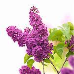 lilac flowers in spring - border of a page, purple and green colors