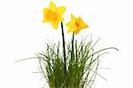 Yellow daffodils isolated on white background