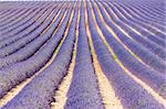 Lavendel-Feld, Plateau de Valensole, Provence, Frankreich