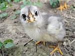 a small gray-white chicken