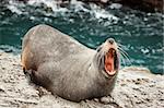 Close-up of a annoyed  New Zealand fur seal (Arctocephalus forsteri)