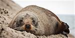 Close-up of a very cute and sleepy  New Zealand fur seal (Arctocephalus forsteri)