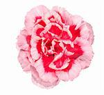 One a pink flower of carnation. Close-up. Isolated on white background. Studio photography.