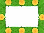 Floral frame with yellow flowers and green leaf on white background. Nature art ornament template for your design. Close-up. Studio photography.