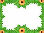 Floral frame with orange flowers and green leaf on white background. Nature art ornament template for your design. Close-up. Studio photography.