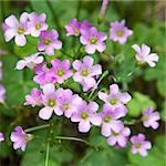 Pink oxalis(Oxalis corymbosa) in garden