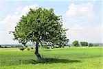 Spring on the Plains