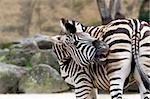 Zebra biting his own rear