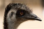 Closeup of an Emu in profile