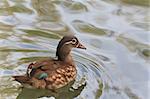 mandarin duck (female) swims on the surface of water