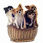 four chihuahuas in a basket in front of a white background