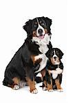 Bernese Mountain dog adult and puppy in front of a white background