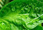 Macro detail of water drops on green leaf