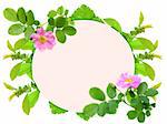 Floral ellipse frame with pink dog-rose flowers and green leaf. Nature art ornament template for your design. Isolated on white background. Close-up. Studio photography.