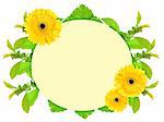 Floral ellipse frame with yellow flowers and green leaf. Nature art ornament template for your design. Isolated on white background. Close-up. Studio photography.