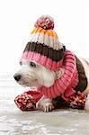 A beautiful dog keeps warm in warm woollen knitted sweater, hat and scarf.