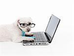 A business, educational or smart shopper dog using the computer or internet or extranet,