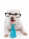 A pet dog wearing black rimmed eye glasses and blue neck tie.