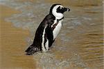 African penguin (Spheniscus demersus) on the beach, Western Cape, South Africa