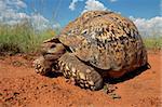 Leopard Tortoise (Stigmochelys pardalis), South Africa