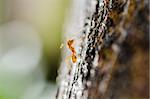 red ant macro in green nature or in forest