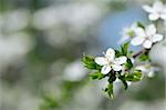 Beautiful spring blossoming plum tree with low dof