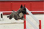 purebred running bull terrier in a competition of agility