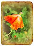 Overblown poppy. Old postcard, design in grunge and retro style