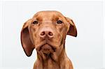 A closeup shot of a staring Hungarian Vizsla dog with one ear blowing in the wind and a grey sky in the background