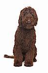 Brown Labradoodle in front of a white background