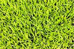 Close-up image of fresh spring green grass