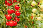 Tomatoes on the vine in a greenhouse