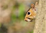 A Gray Squirrel closeup head shot perched on a tree.