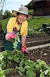 Retired older woman picking vegetables from her garden.