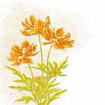 Vector drawn cosmos flowers on textured background in watercolor style