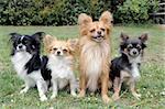 portrait of a cute purebred  four chihuahuas in a garden