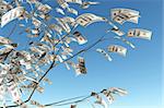 close up of a tree with 100 dollars banknote instead of the leaves on the left and the blue sky on background