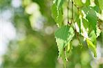 Close-up of birch leaves