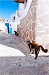 The narrow street with two cats, the  island of Panarea