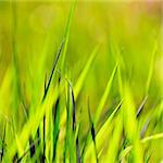 An abstract background, green spring grass