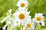 close up of white marguerite flowers in green grass