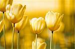 Beautiful spring yellow tulips backgroung with shallow focus